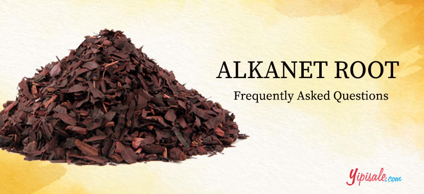 Dyer's Alkanet Root: FAQs & Facts List of Ratanjot, Alkanna